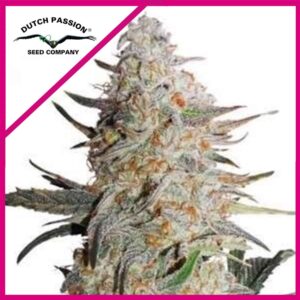 Pack Dutch Passion Critical Orange Punch Fem X100