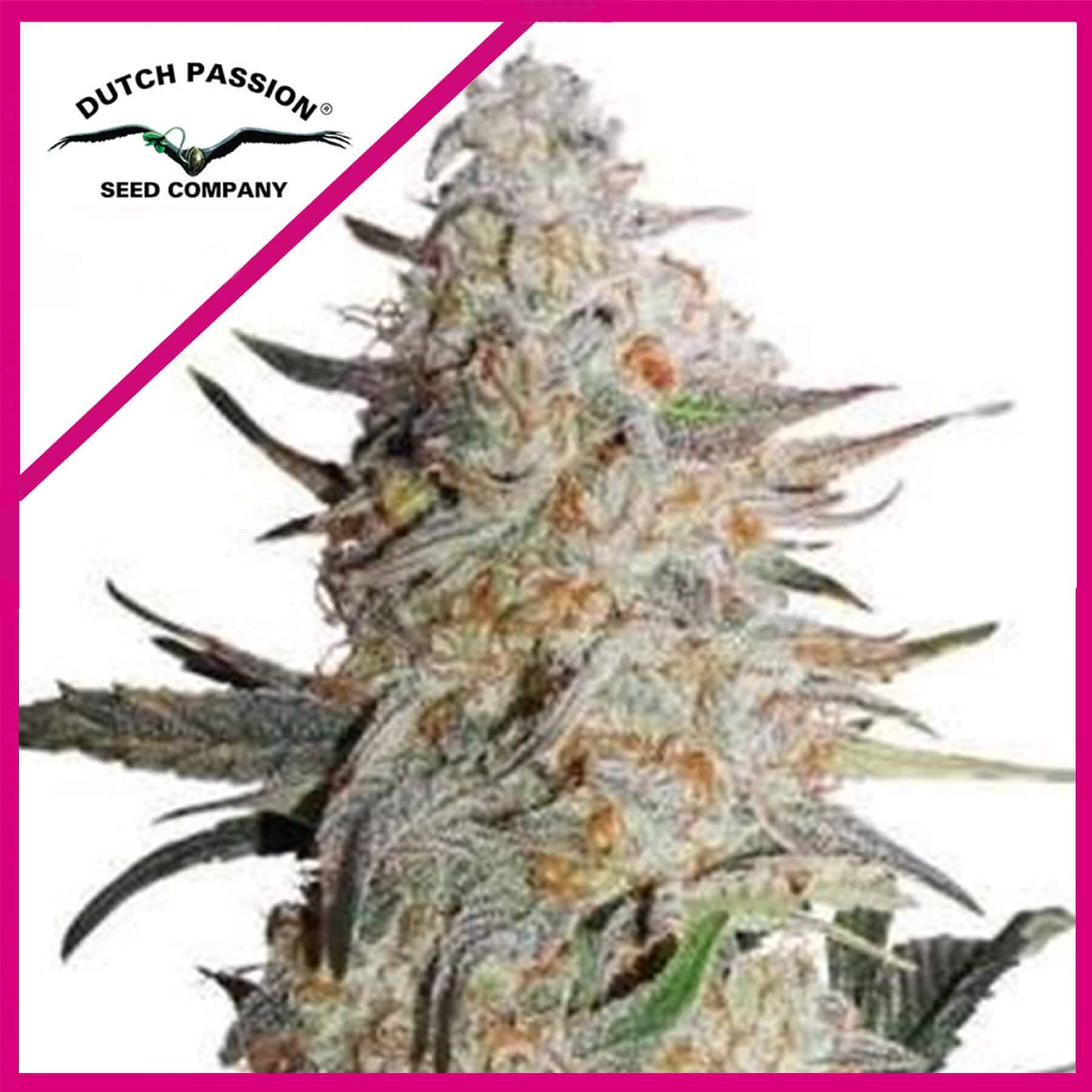 11242.jpg Pack Dutch Passion Critical Orange Punch Fem X100