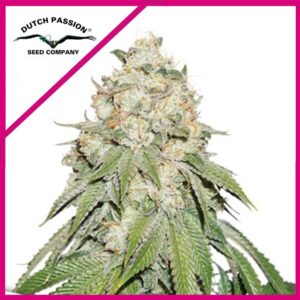 Pack Dutch Passion Banana Blaze Fem X100