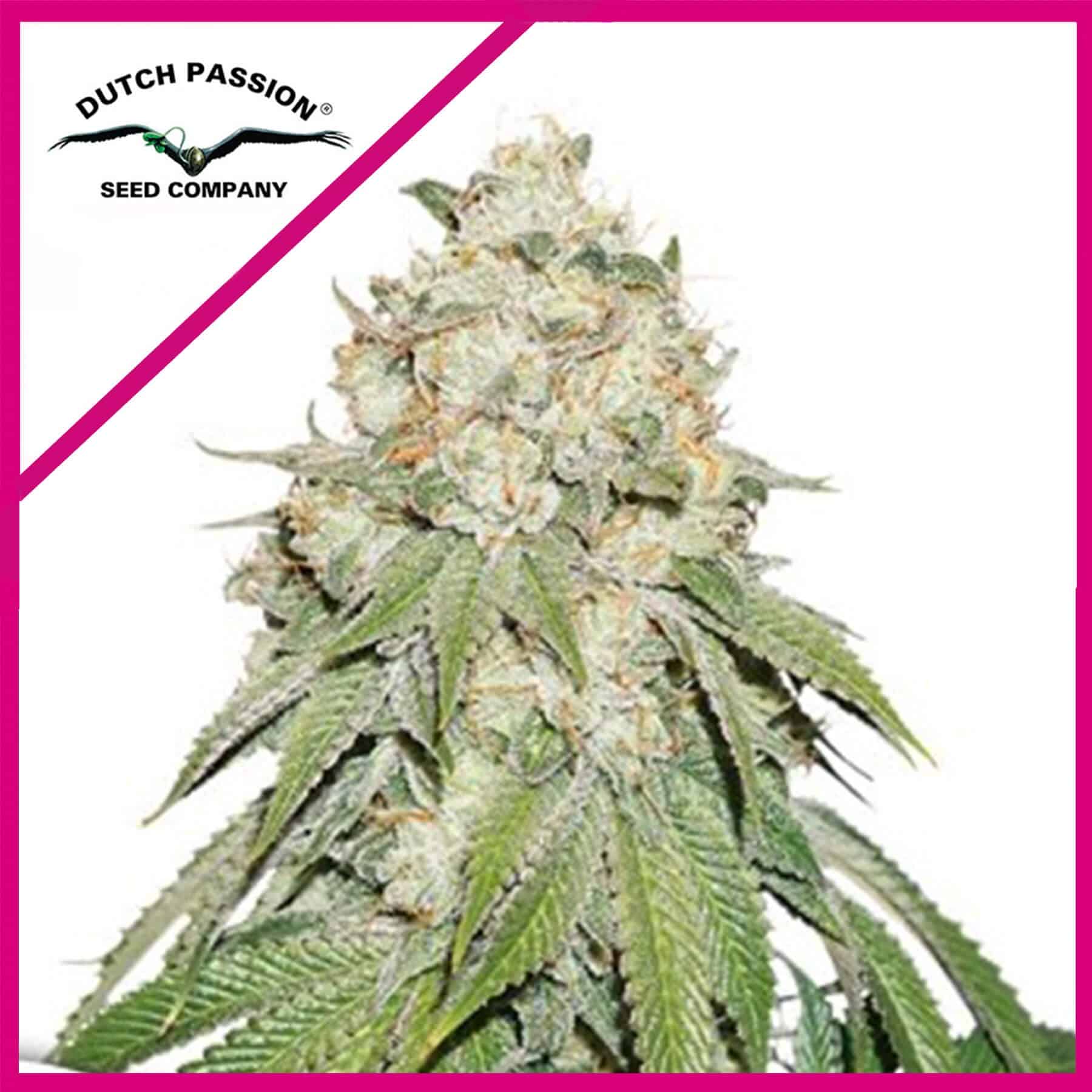11244.jpg Pack Dutch Passion Banana Blaze Fem X100