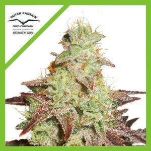 Pack Dutch Passion Night Queen Auto X3
