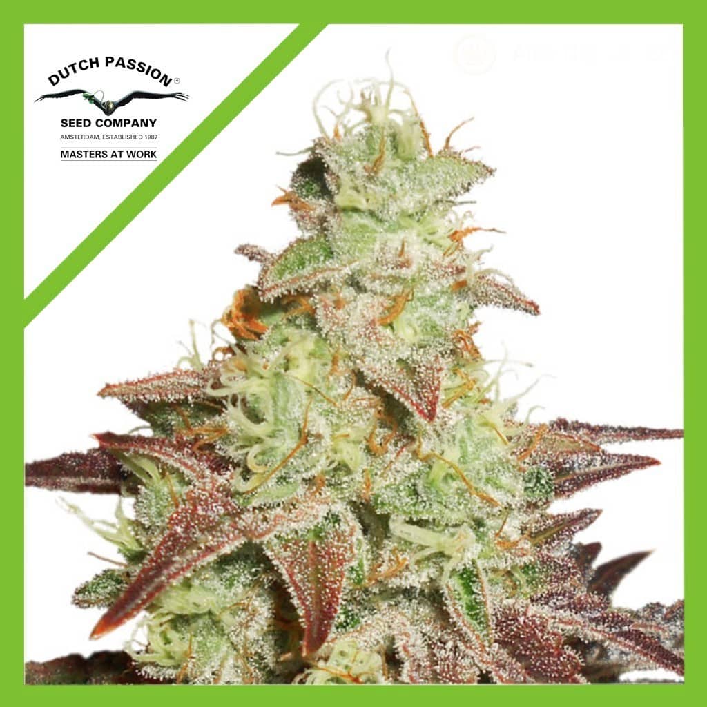 1395.jpg Pack Dutch Passion Night Queen Auto X3