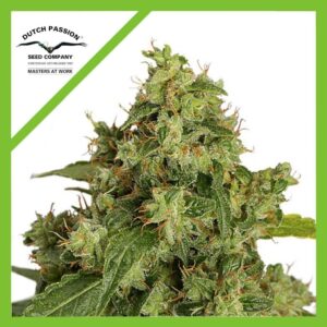 Pack Dutch Passion Xtreme Auto X3