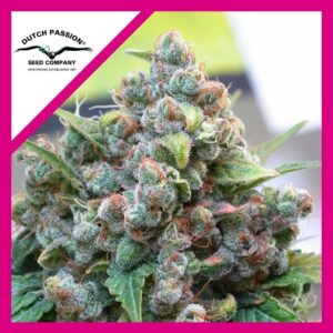Pack Dutch Passion White Widow Fem X100