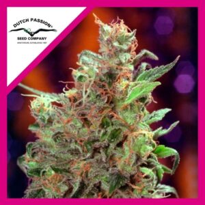 Pack Dutch Passion Californian Orange Fem X100