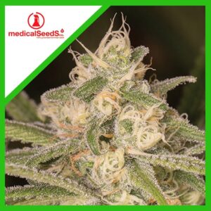 Pack Medical Seeds No Name Auto X3+2