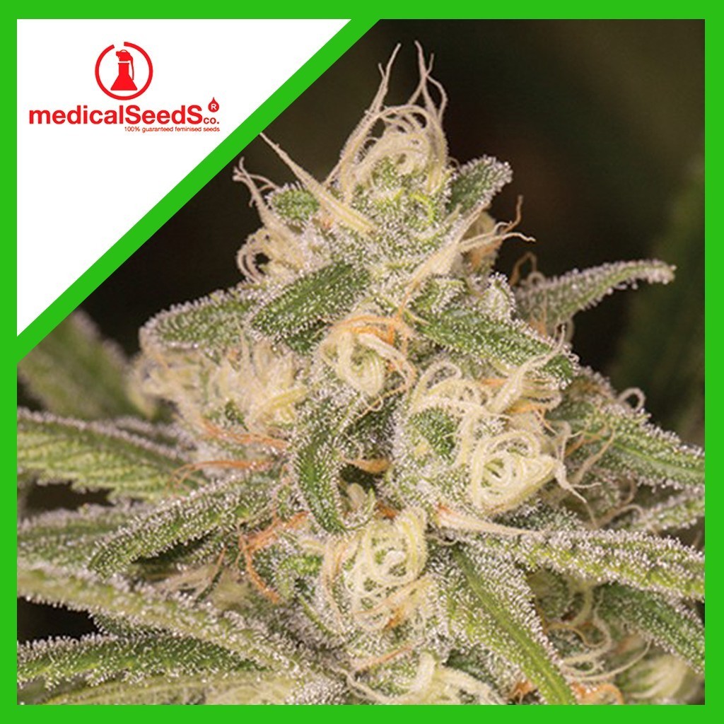 1654-1.jpg Pack Medical Seeds No Name Auto X3+2