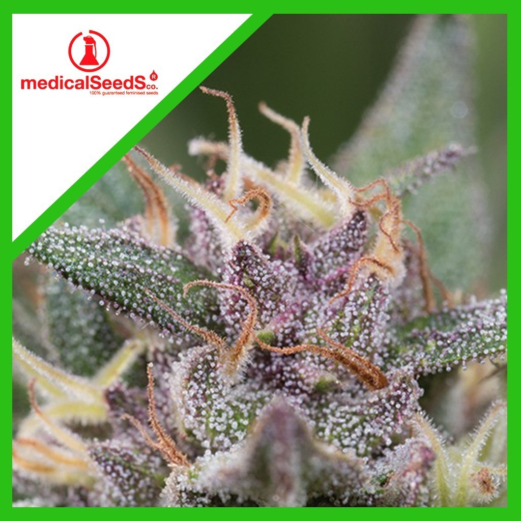 1656-1.jpg Pack Medical Seeds Blue Hell Auto X3+2