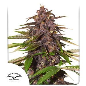 Pack Dutch Passion Forbidden Cherry Auto X3