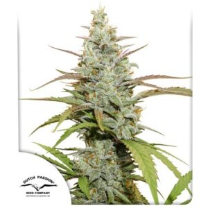 Pack Dutch Passion Mokum´s Tulip Auto X3
