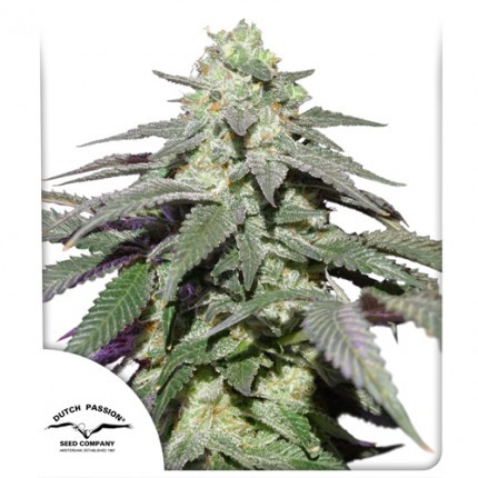 17632.jpg Pack Dutch Passion Skywalker Haze Auto X100
