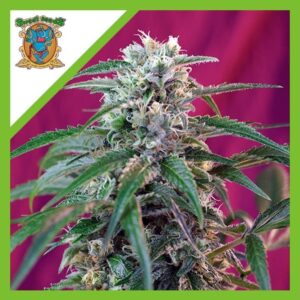 Pack Sweet Seeds Green Poison Auto X3+1