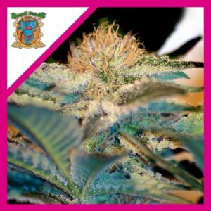 Pack Sweet Seeds Mohan Ram Fem X3+1