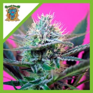Pack Sweet Seeds Speed Auto X3+1