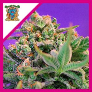 Pack Sweet Seeds Sweet Cheese F1 Fem X3+1