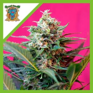 Pack Sweet Seeds Big Devil XL Auto X3+1