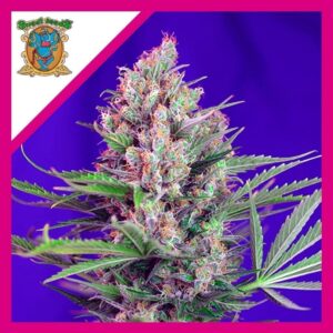 Pack Sweet Seeds Cream Mandarine F1 Fem X3+1