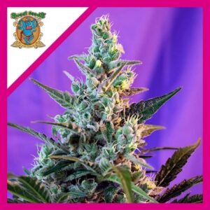 Pack Sweet Seeds Sweet Skunk F1 Fem X3+1