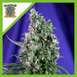 Pack Sweet Seeds Sweet Trainwreck Auto X3+1