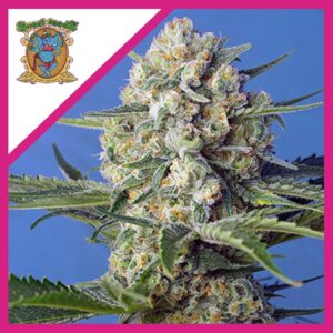 Pack Sweet Seeds Crystal Candy F1 Fem X3+1