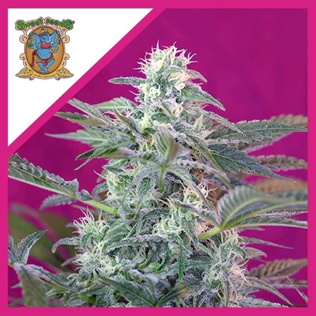 17976.jpg Pack Sweet Seeds Big Foot Fem X3+1