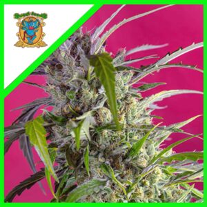 Pack Sweet Seeds Crystal Candy Auto X3+1