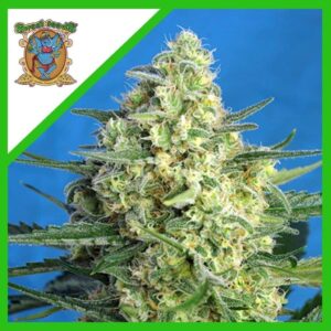 Pack Sweet Seeds Jack 47 XL Auto X5+2