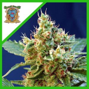 Pack Sweet Seeds Cream Mandarine XL Auto X5+2