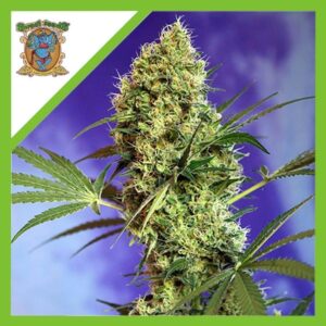 Pack Sweet Seeds Big Devil XL Auto X5+2