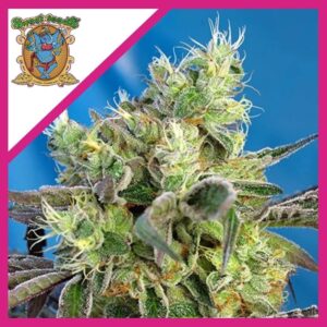 Pack Sweet Seeds Do-sweet-dos Fem X3+1