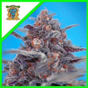 Pack Sweet Seeds Devil Cream Auto X5+2