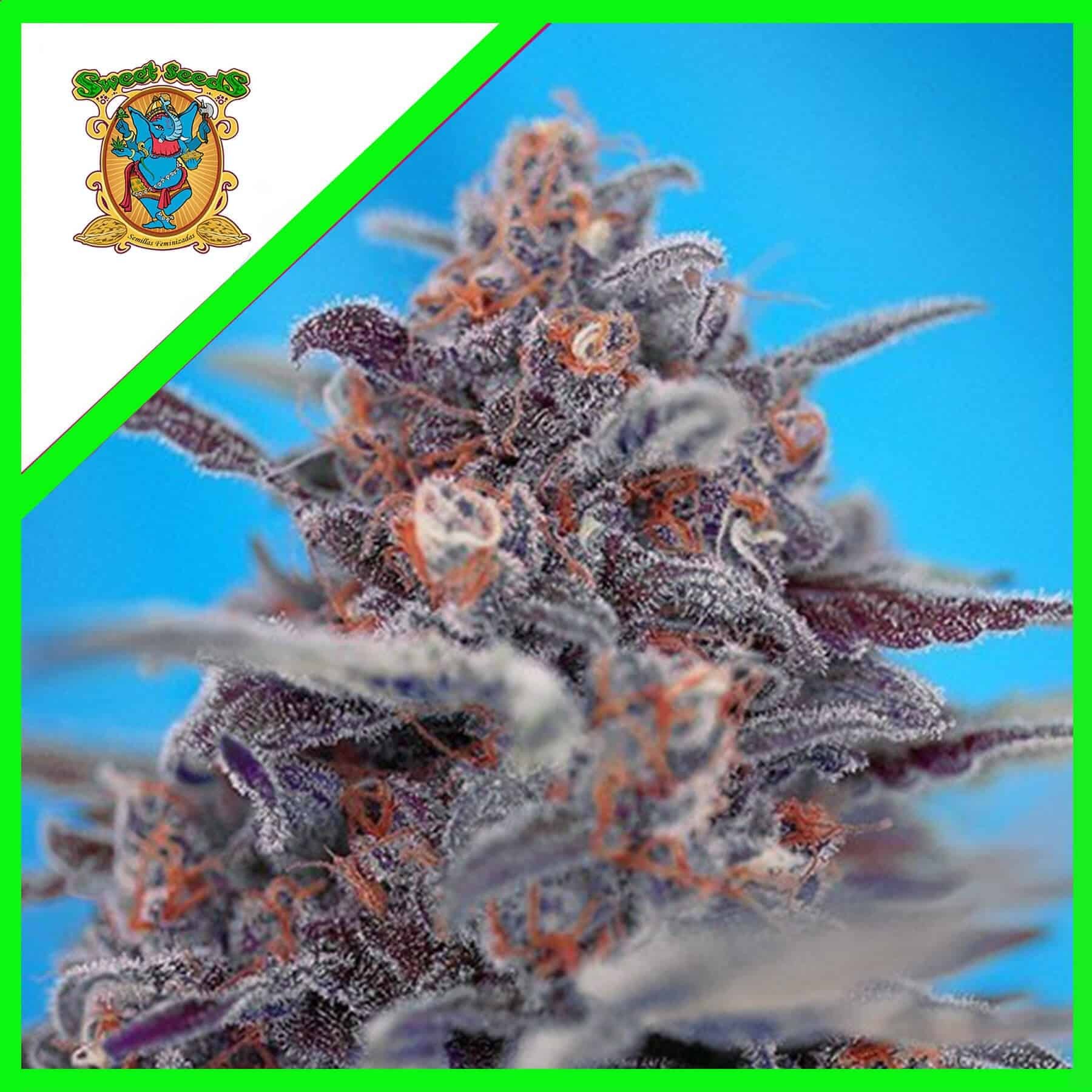 18226.jpg Pack Sweet Seeds Devil Cream Auto X5+2