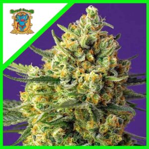 Pack Sweet Seeds Crystal Candy XL Auto X3+1