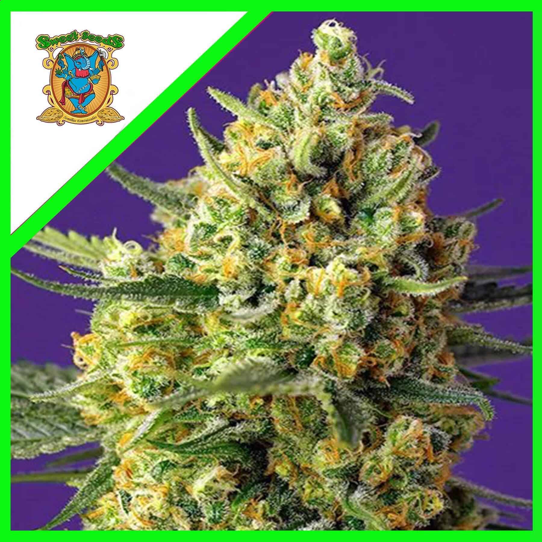 18232.jpg Pack Sweet Seeds Crystal Candy XL Auto X3+1