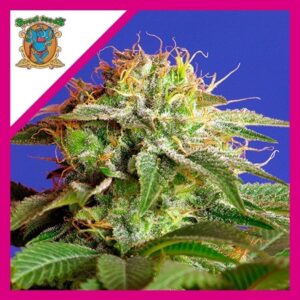 Pack Sweet Seeds Green Poison Fem X3+1