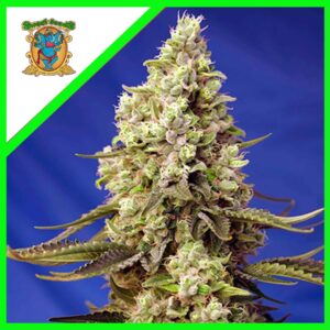 Pack Sweet Seeds Runtz XL Auto X3+1