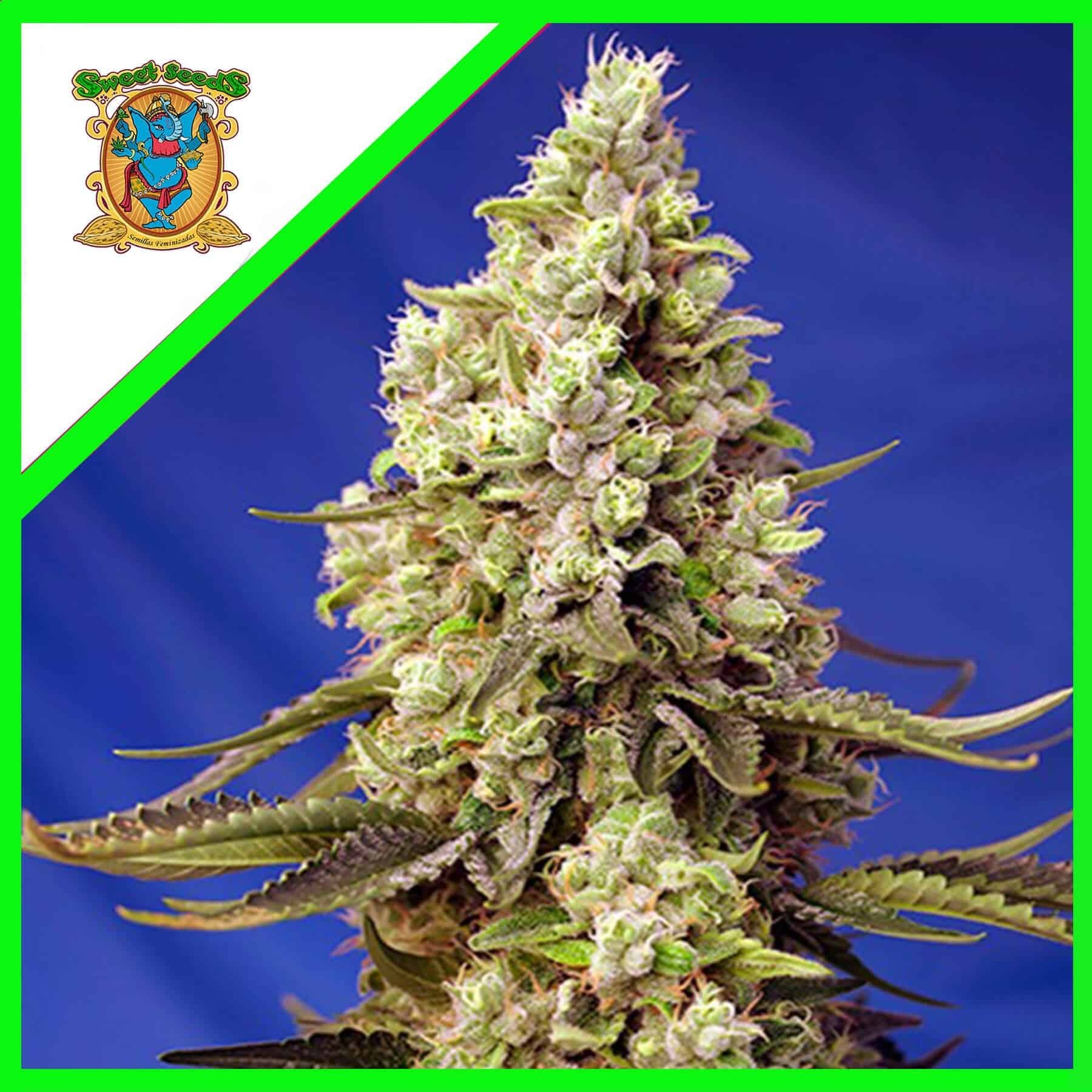 18319.jpg Pack Sweet Seeds Runtz XL Auto X3+1