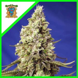 Pack Sweet Seeds Runtz XL Auto X5+2