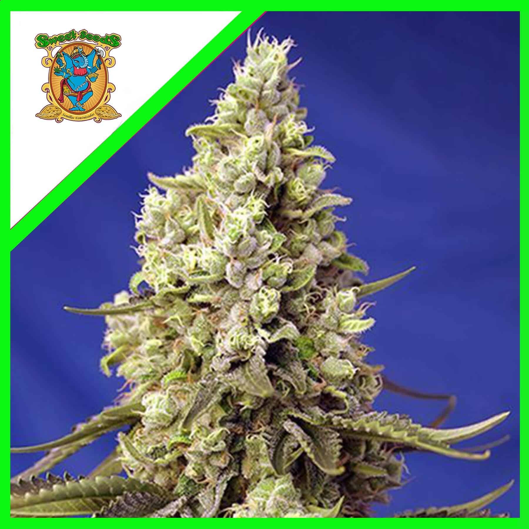 18320.jpg Pack Sweet Seeds Runtz XL Auto X5+2