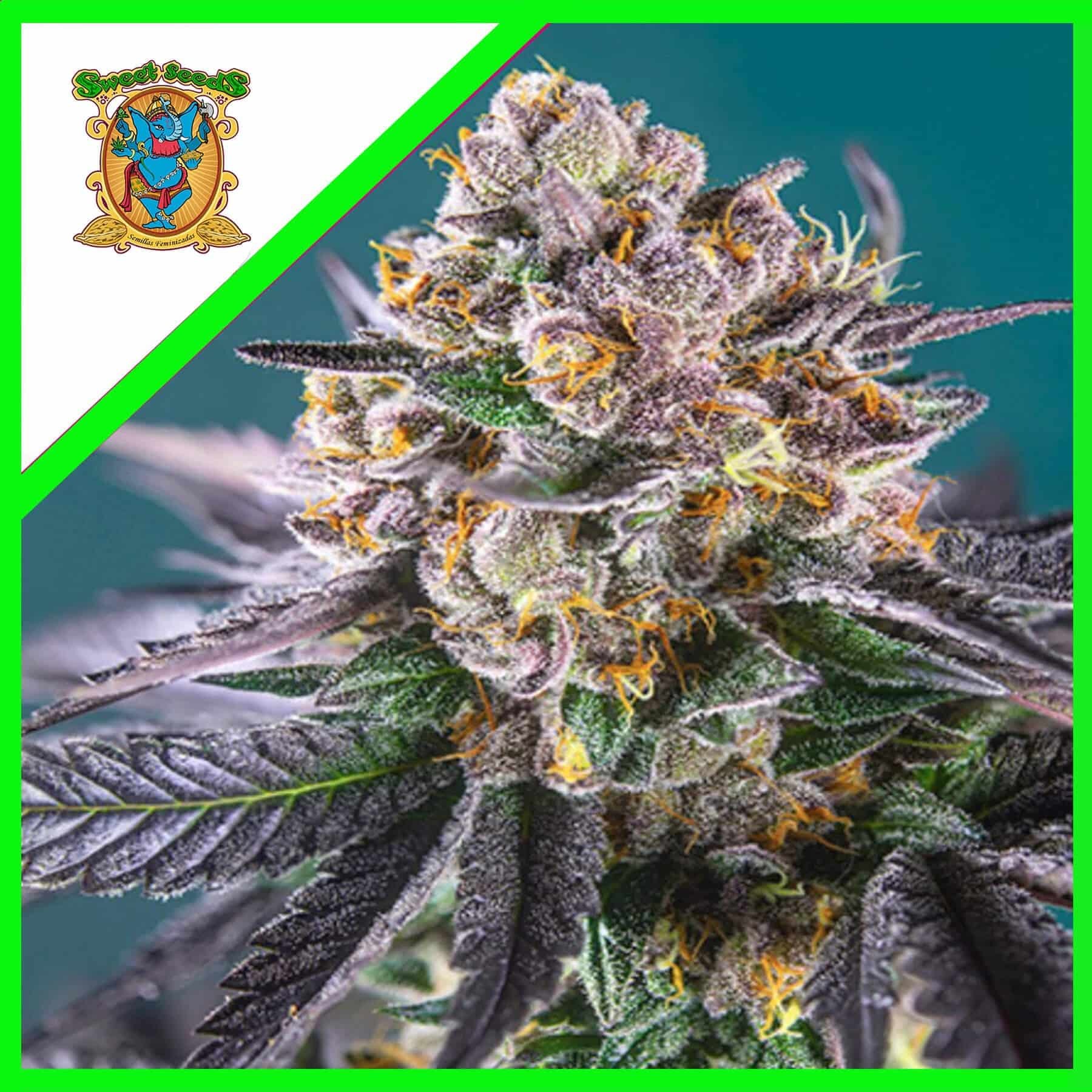 18323.jpg Pack Sweet Seeds Red Strawberry Banana Auto X5+2
