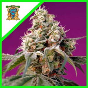 Pack Sweet Seeds Bruce Banner Auto X3+1