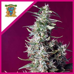 Pack Sweet Seeds Sweet Cherry Pie Fem X3+1