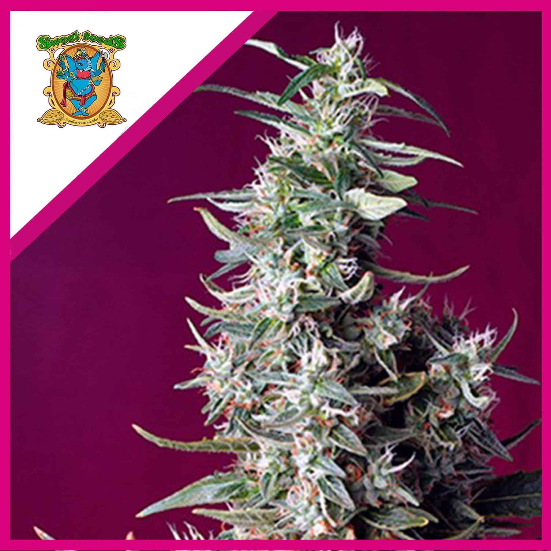 18326.jpg Pack Sweet Seeds Sweet Cherry Pie Fem X3+1