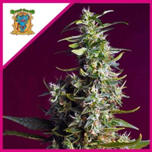 Pack Sweet Seeds Sweet Cherry Pie Fem X5+2