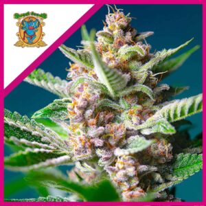 Pack Sweet Seeds Purple Punch OG Fem X5+2
