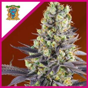 Pack Sweet Seeds Sweet Zenzation Fem X3+1