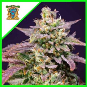Pack Sweet Seeds Purple Punch OG XL Auto X5+2