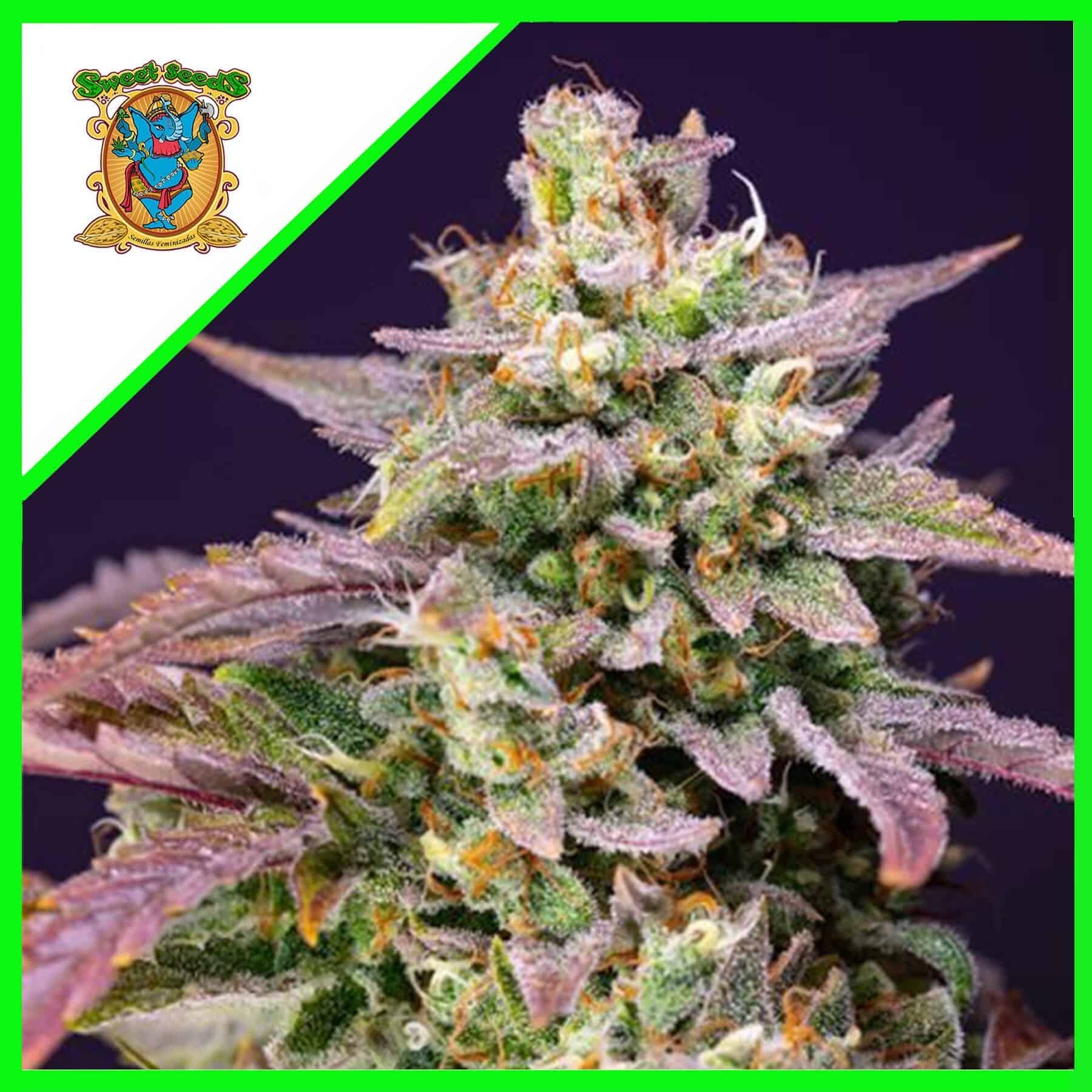 18436.jpg Pack Sweet Seeds Purple Punch OG XL Auto X5+2