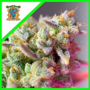 Pack Sweet Seeds Sweet Mimosa XL Auto X3+1