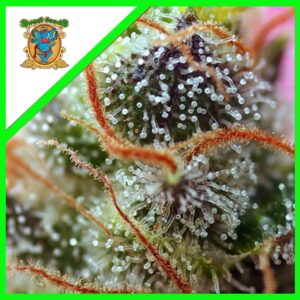 Pack Sweet Seeds Sweet Mimosa XL Auto X5+2